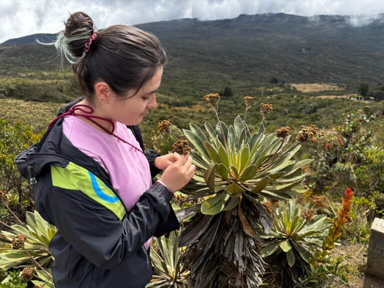 Frailejon